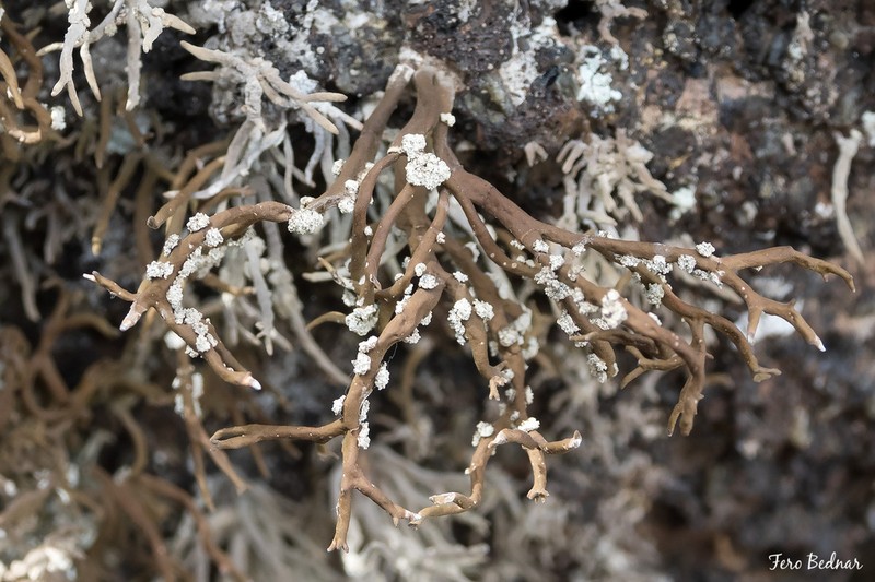 Roccella Lichen photo 4