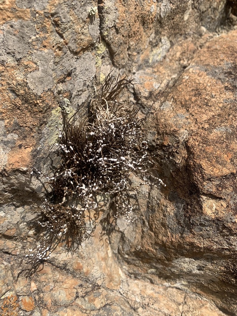 Roccella Lichen photo 5