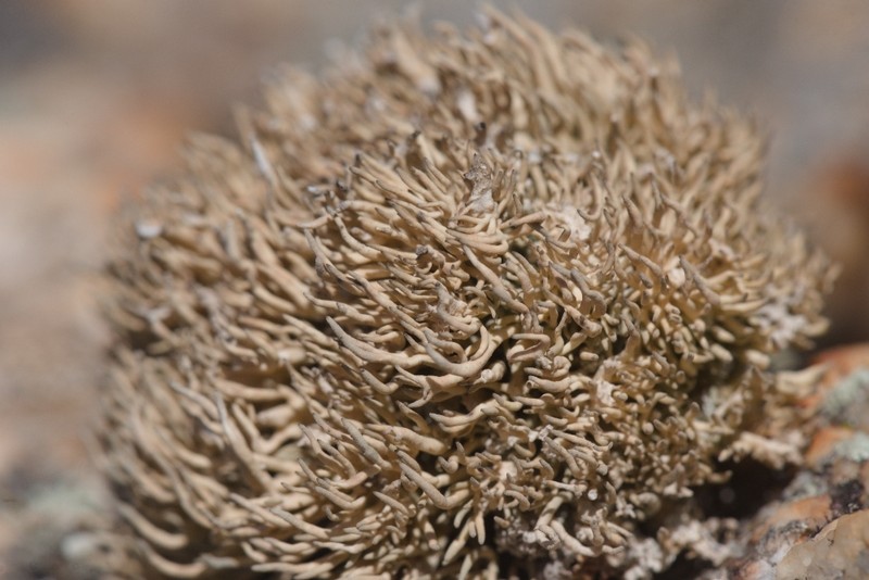 Roccella Lichen photo 7
