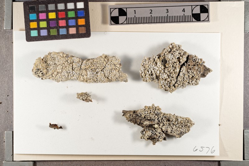 Roccellina Lichen photo 5
