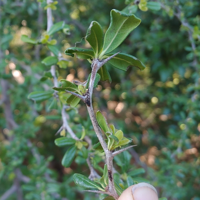 Greenheart Ebony photo 3
