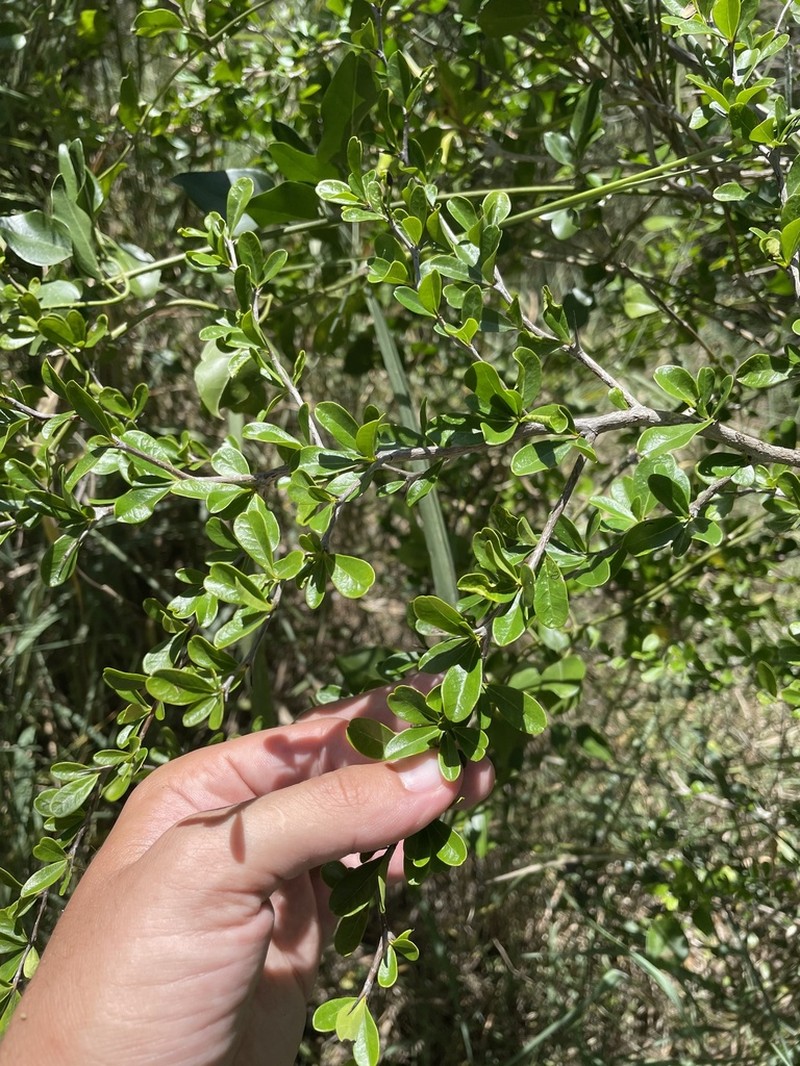 Greenheart Ebony photo 4