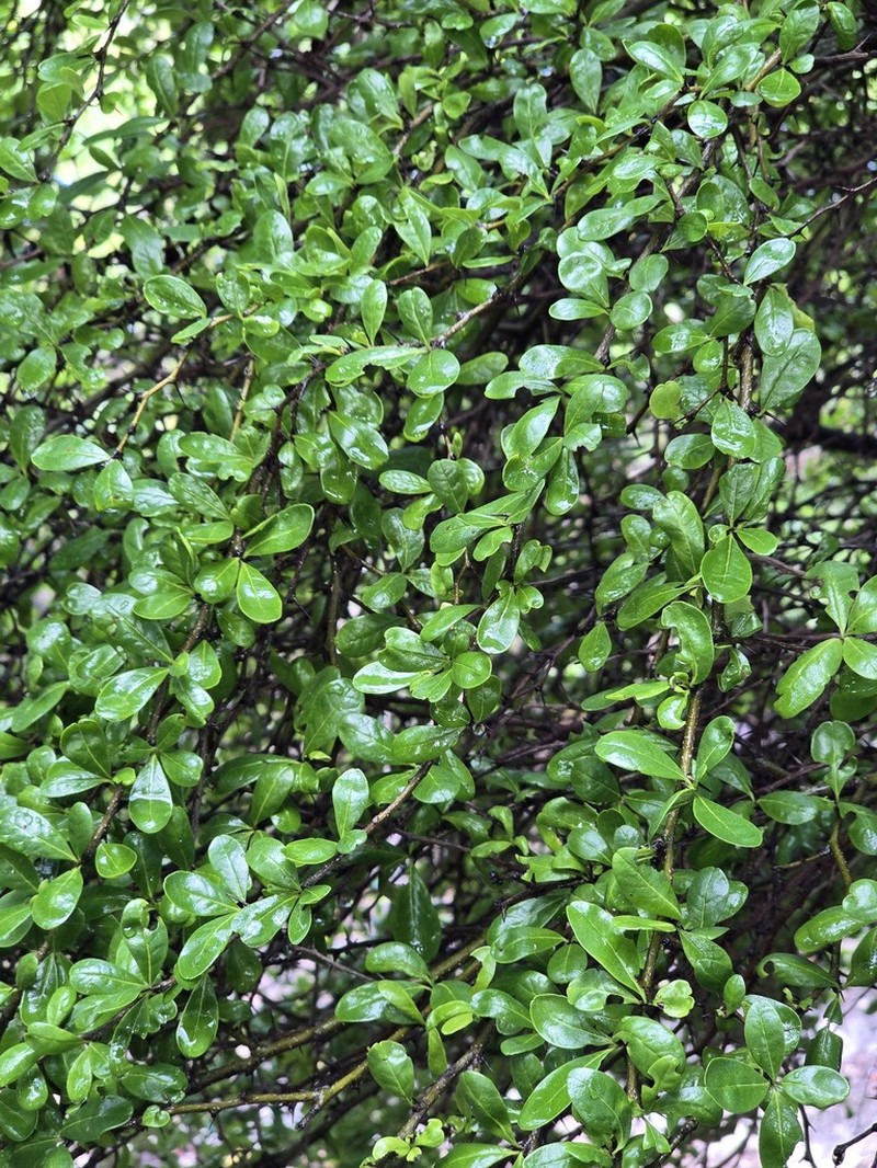 Greenheart Ebony photo 6
