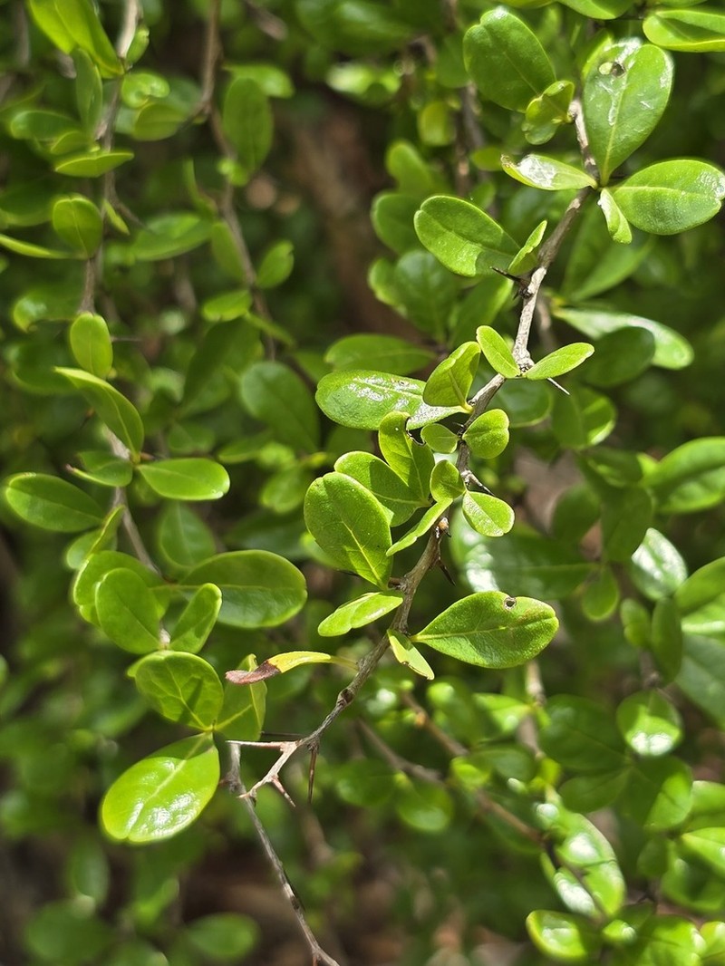 Greenheart Ebony photo 8
