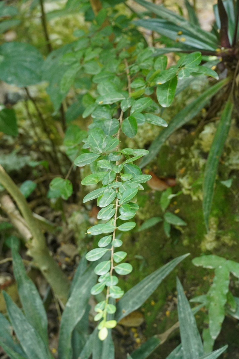 Rochefortia barloventensis