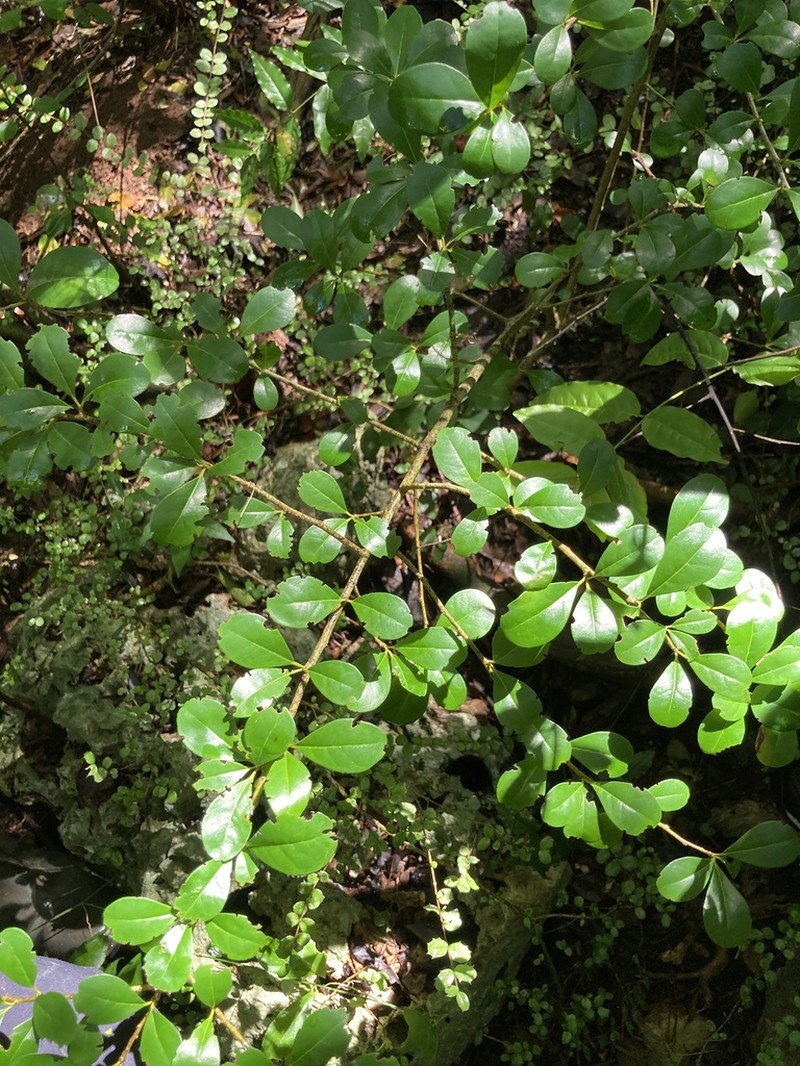Rochefortia barloventensis photo 2