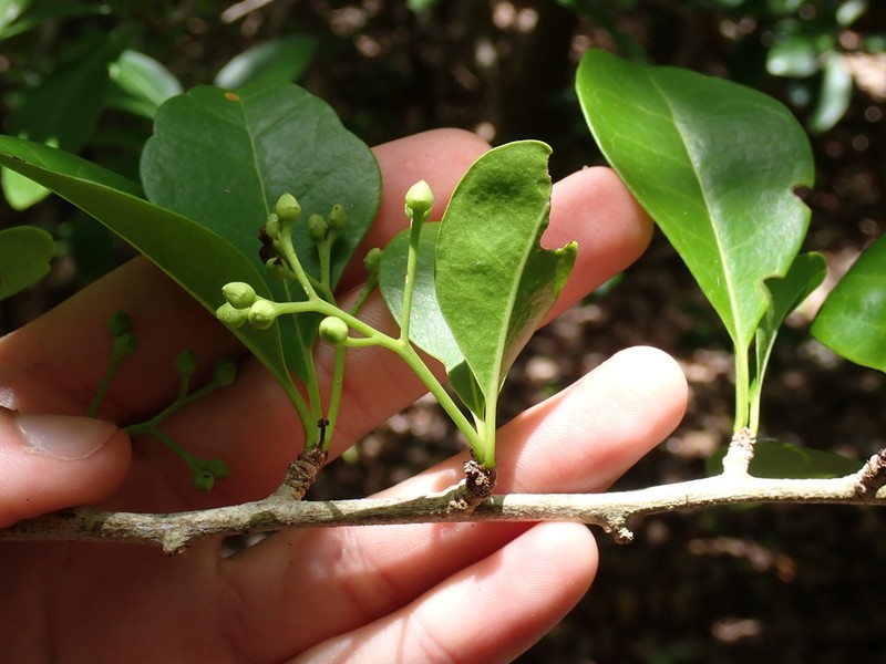 Rochefortia barloventensis photo 3
