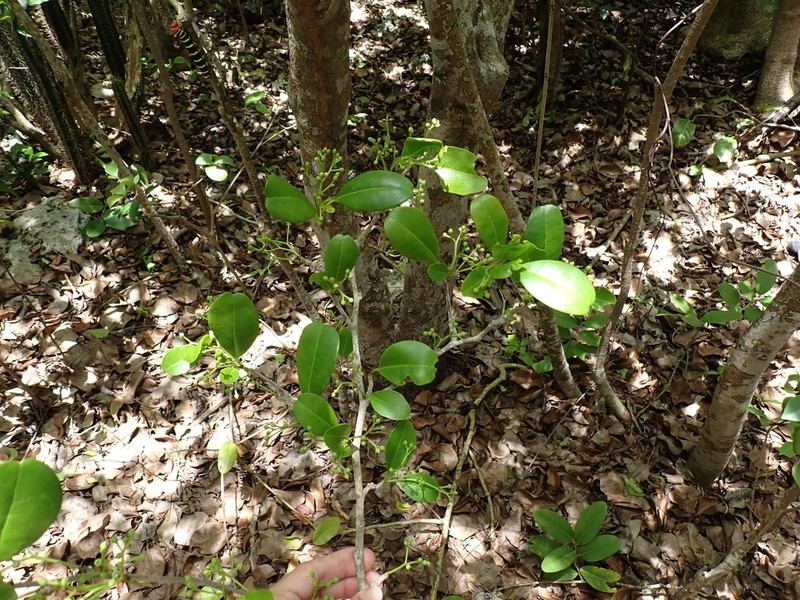 Rochefortia barloventensis photo 4
