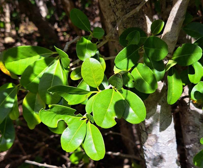 Rochefortia barloventensis photo 6