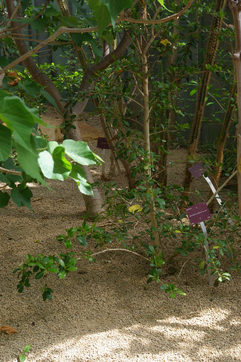 Espino photo 3