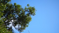Espino