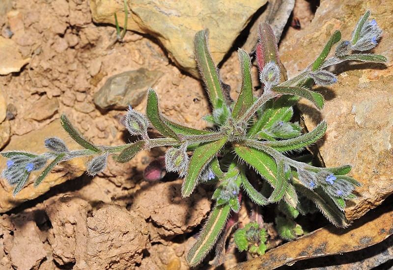 Rochelia disperma var. disperma