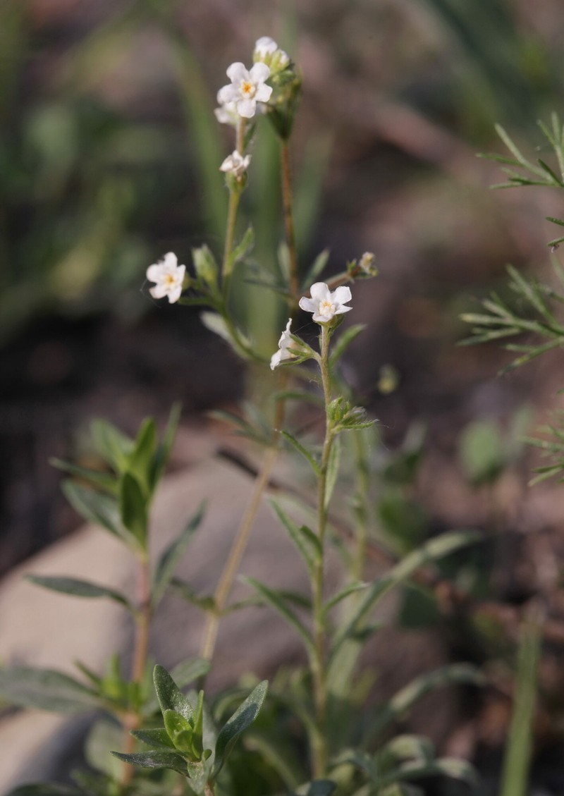 Rochelia drobovii