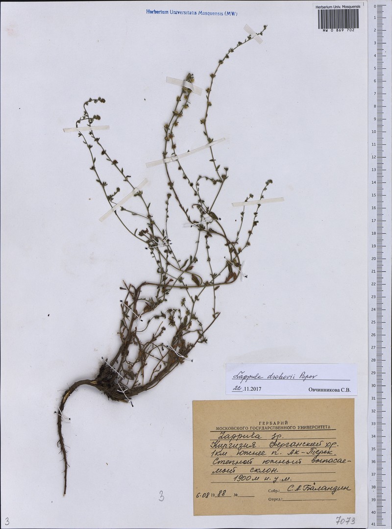 Rochelia drobovii photo 2