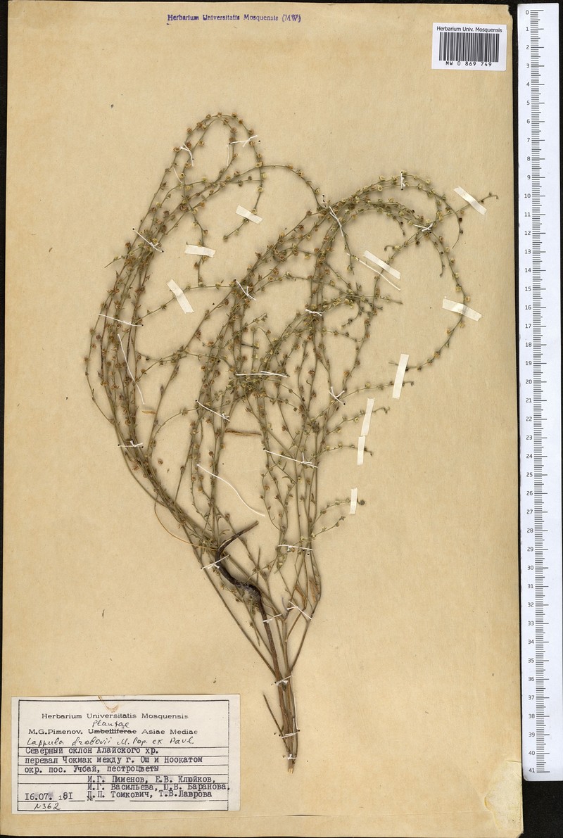 Rochelia drobovii photo 3
