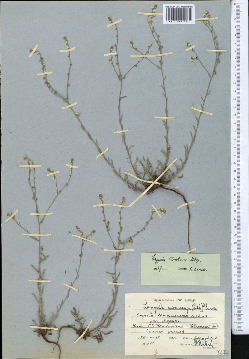 Rochelia drobovii photo 4