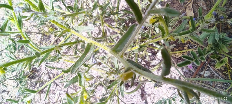 Rochelia sessiliflora
