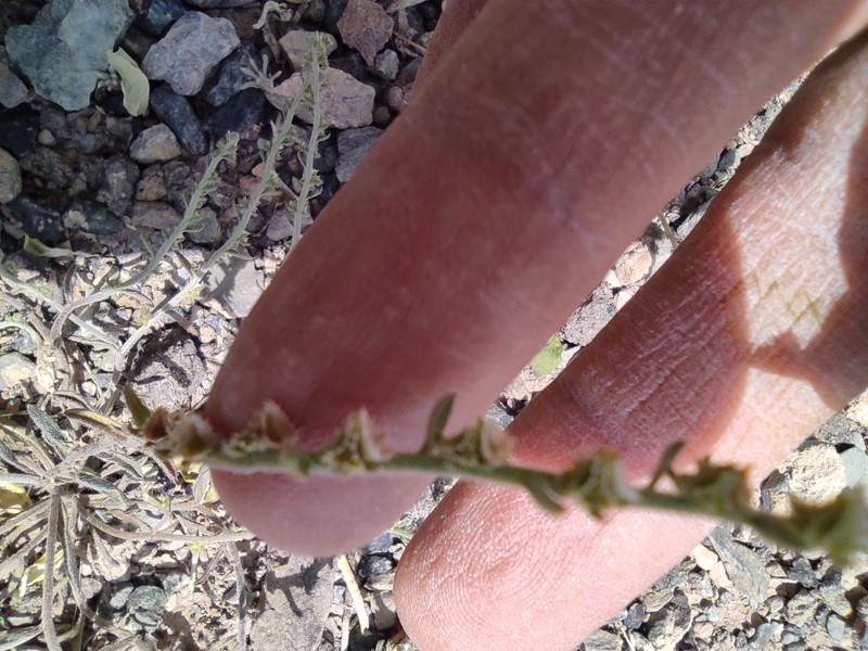 Rochelia sessiliflora photo 2