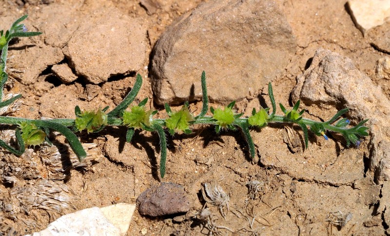 Rochelia sessiliflora photo 3