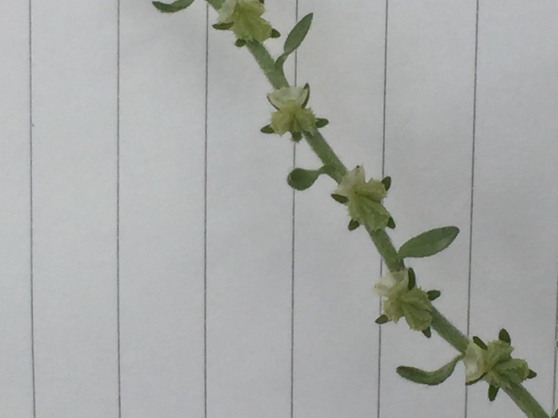 Rochelia sessiliflora photo 4