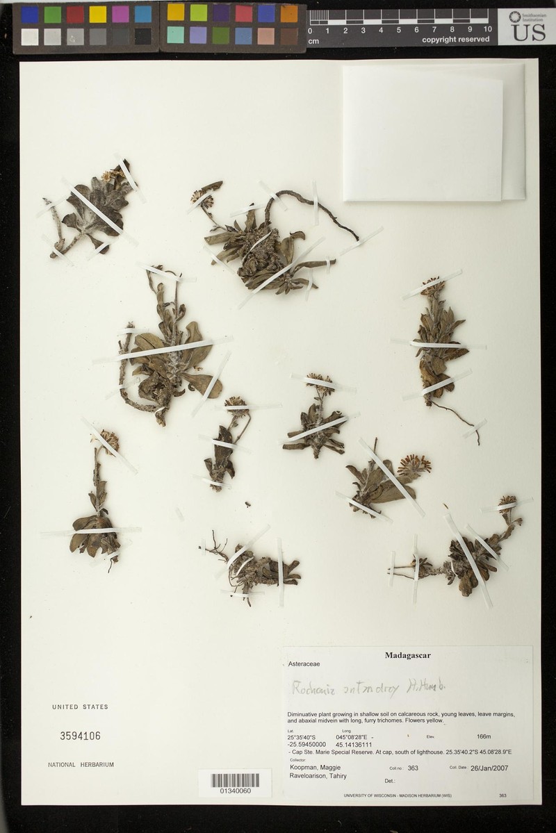 Rochonia antandroy