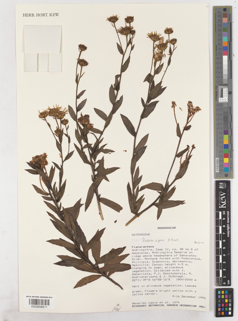 Rochonia aspera