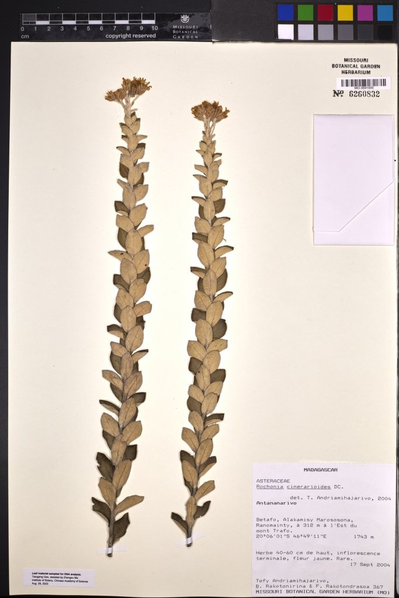 Rochonia cinerarioides