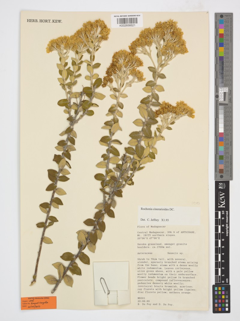 Rochonia cinerarioides photo 2