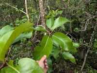 Aulu