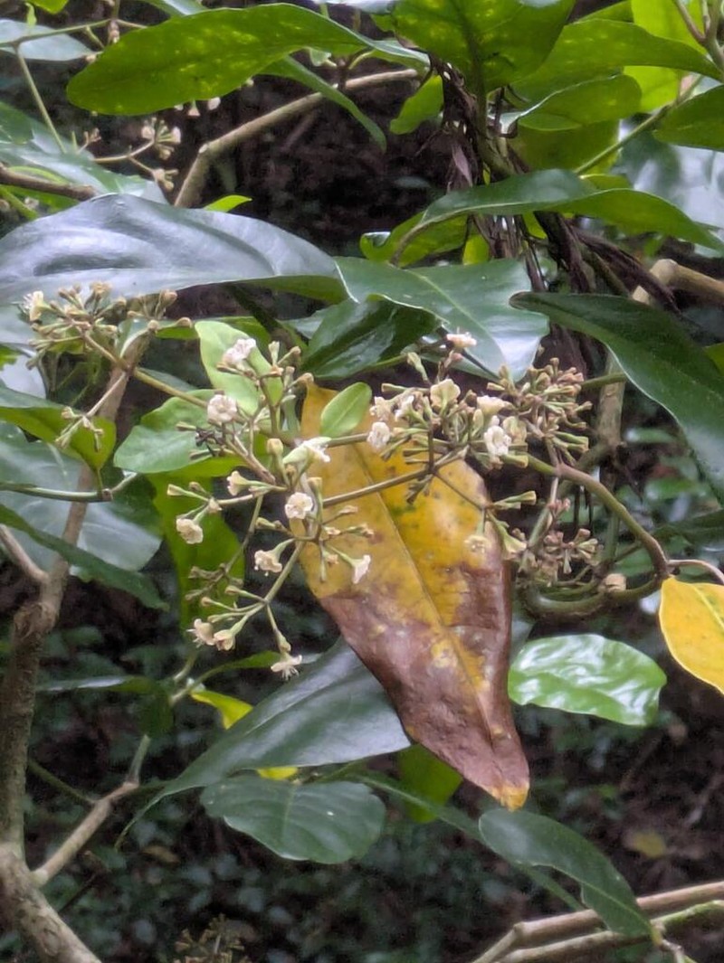 Aulu photo 2