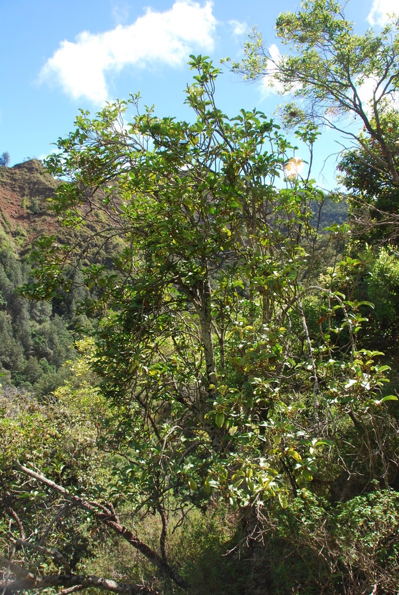 Aulu photo 4