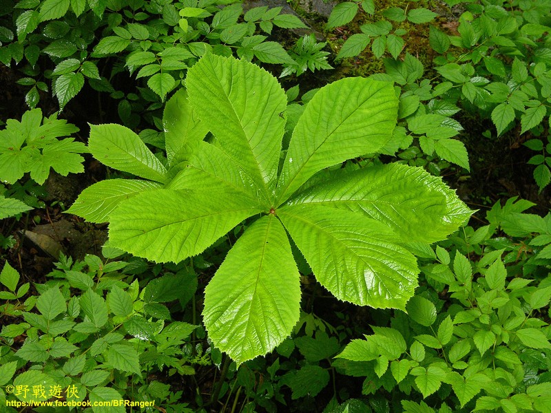 Rodgersia aesculifolia var. aesculifolia