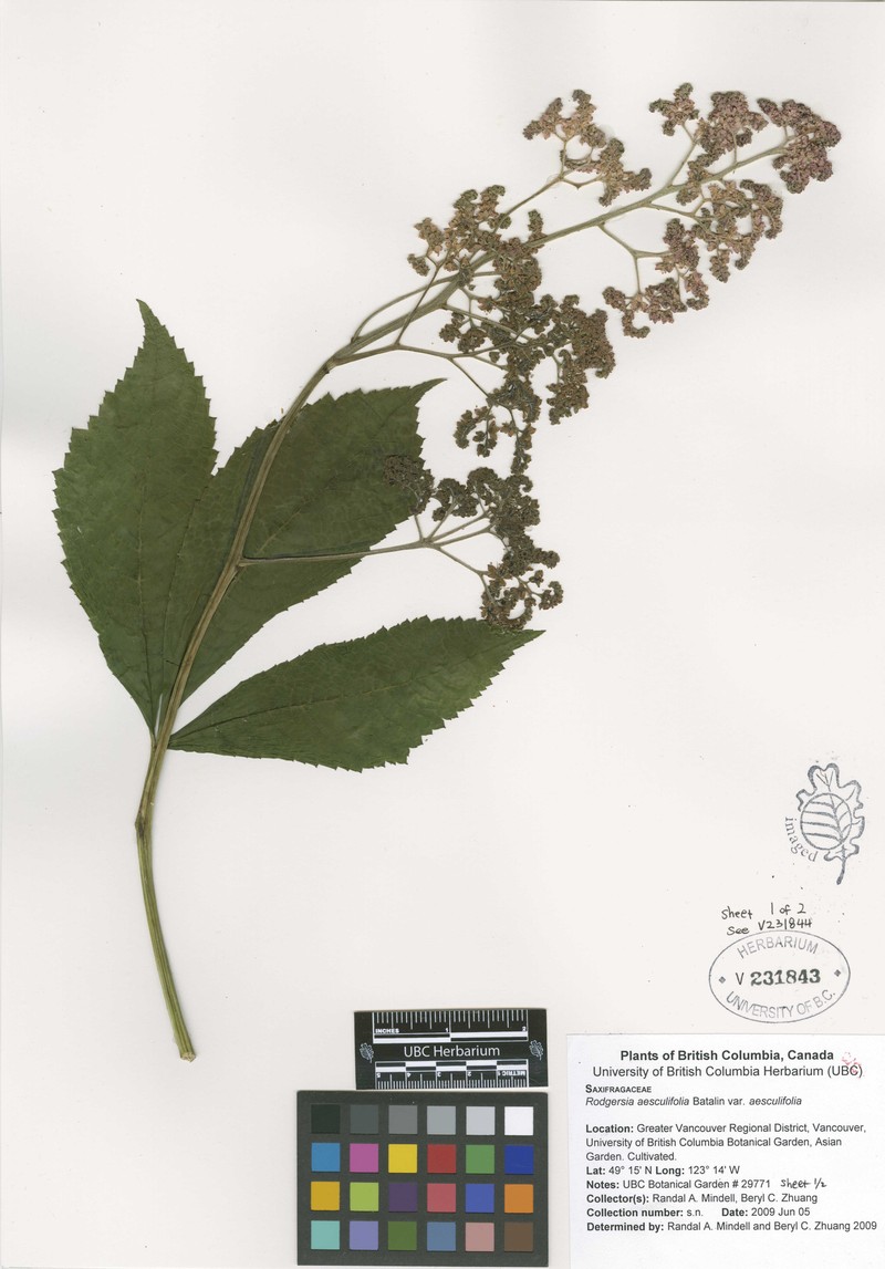 Rodgersia aesculifolia var. aesculifolia photo 2