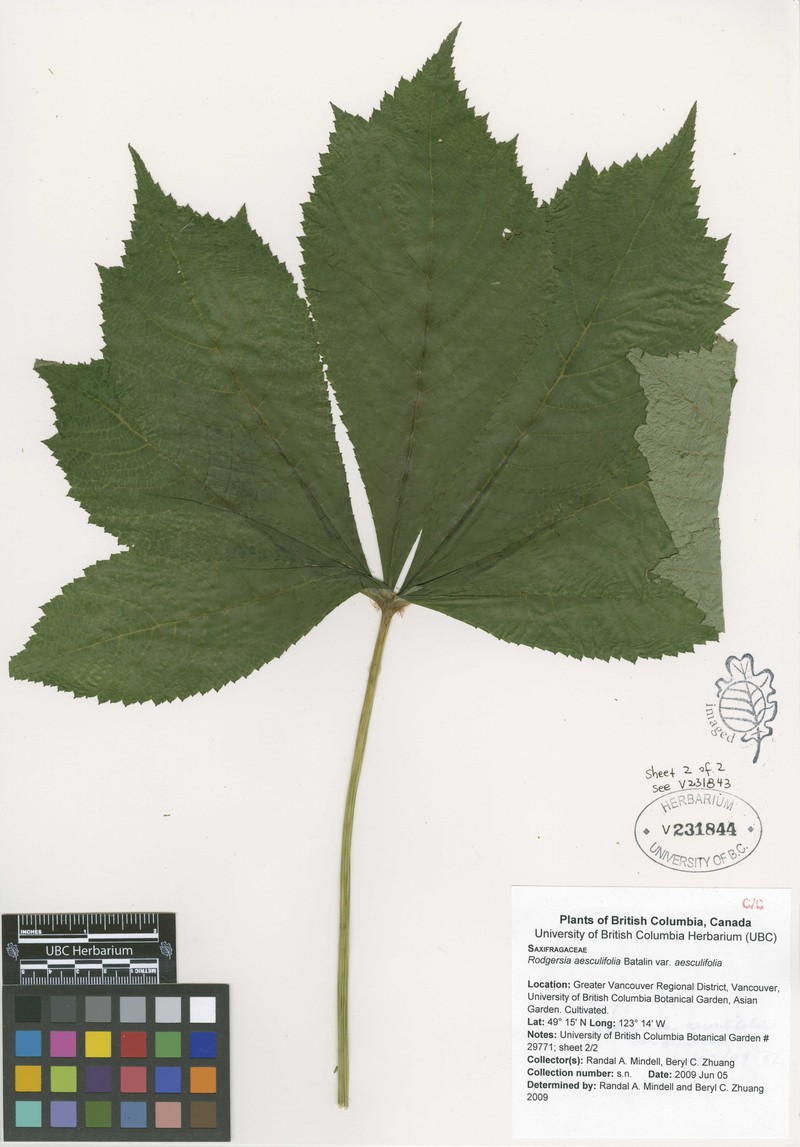 Rodgersia aesculifolia var. aesculifolia photo 3
