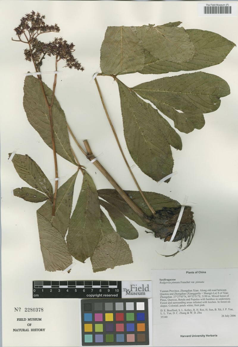 Rodgersia pinnata var. pinnata