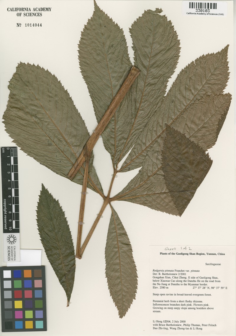 Rodgersia pinnata var. pinnata photo 2
