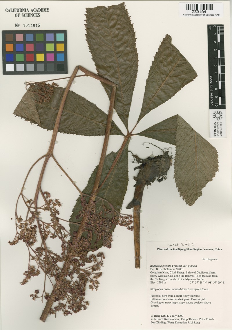 Rodgersia pinnata var. pinnata photo 3