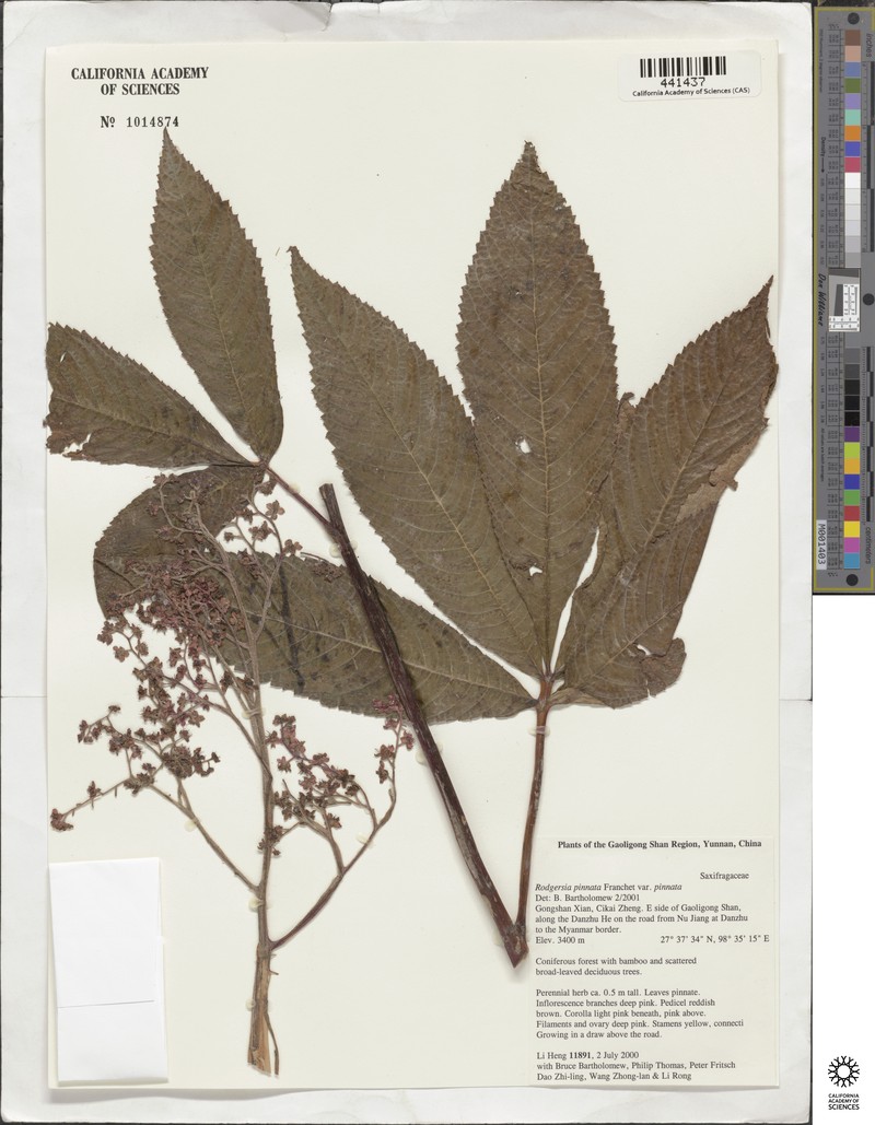 Rodgersia pinnata var. pinnata photo 4