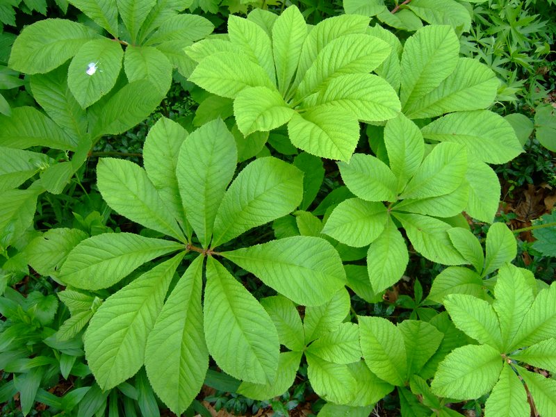 Rodgersia sambucifolia