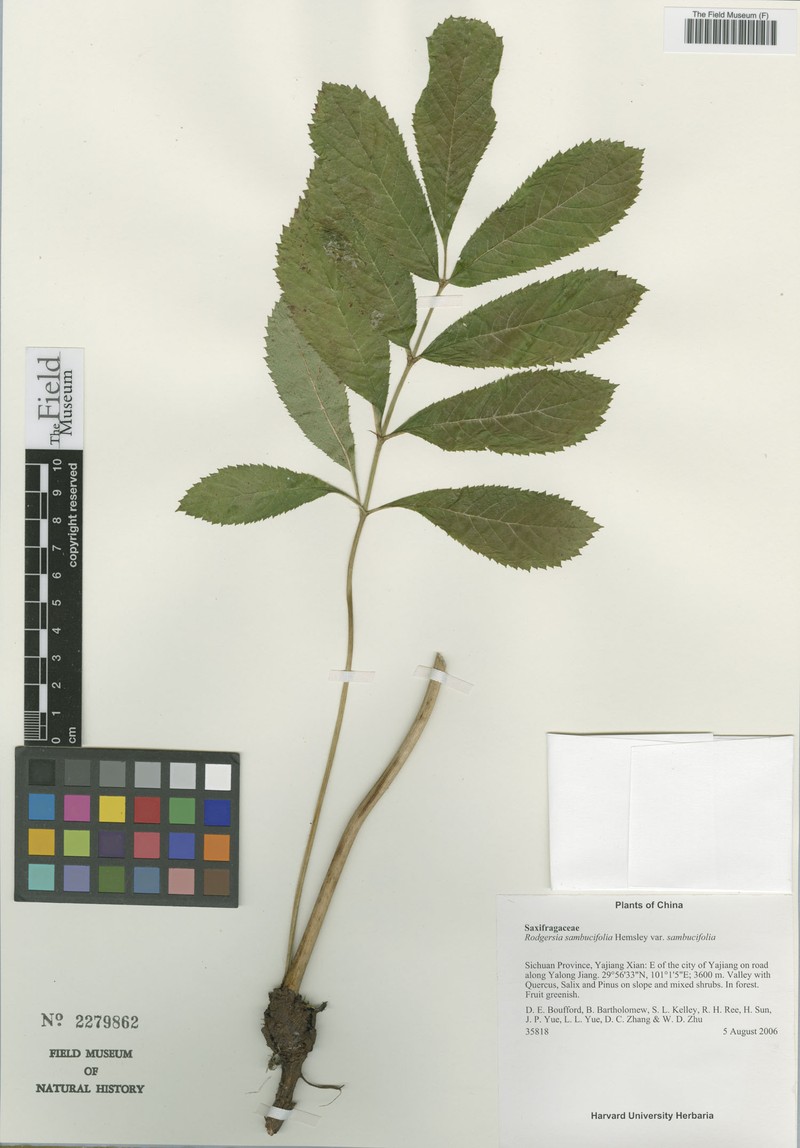 Rodgersia sambucifolia var. sambucifolia