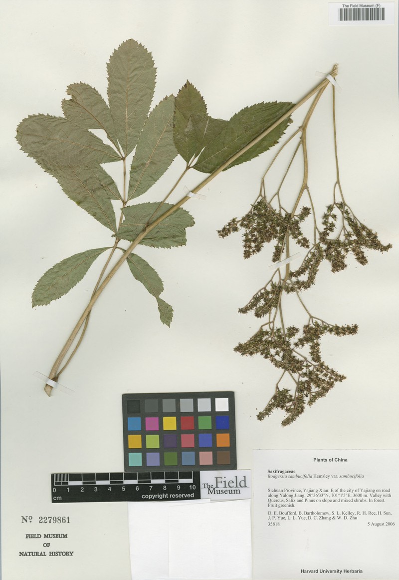 Rodgersia sambucifolia var. sambucifolia photo 2