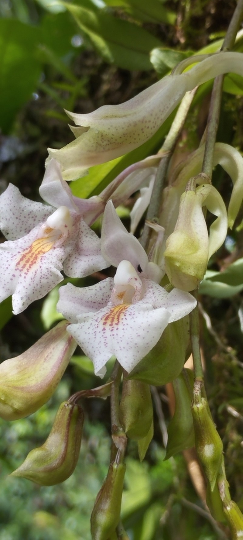 Rodriguezia dodsoniana
