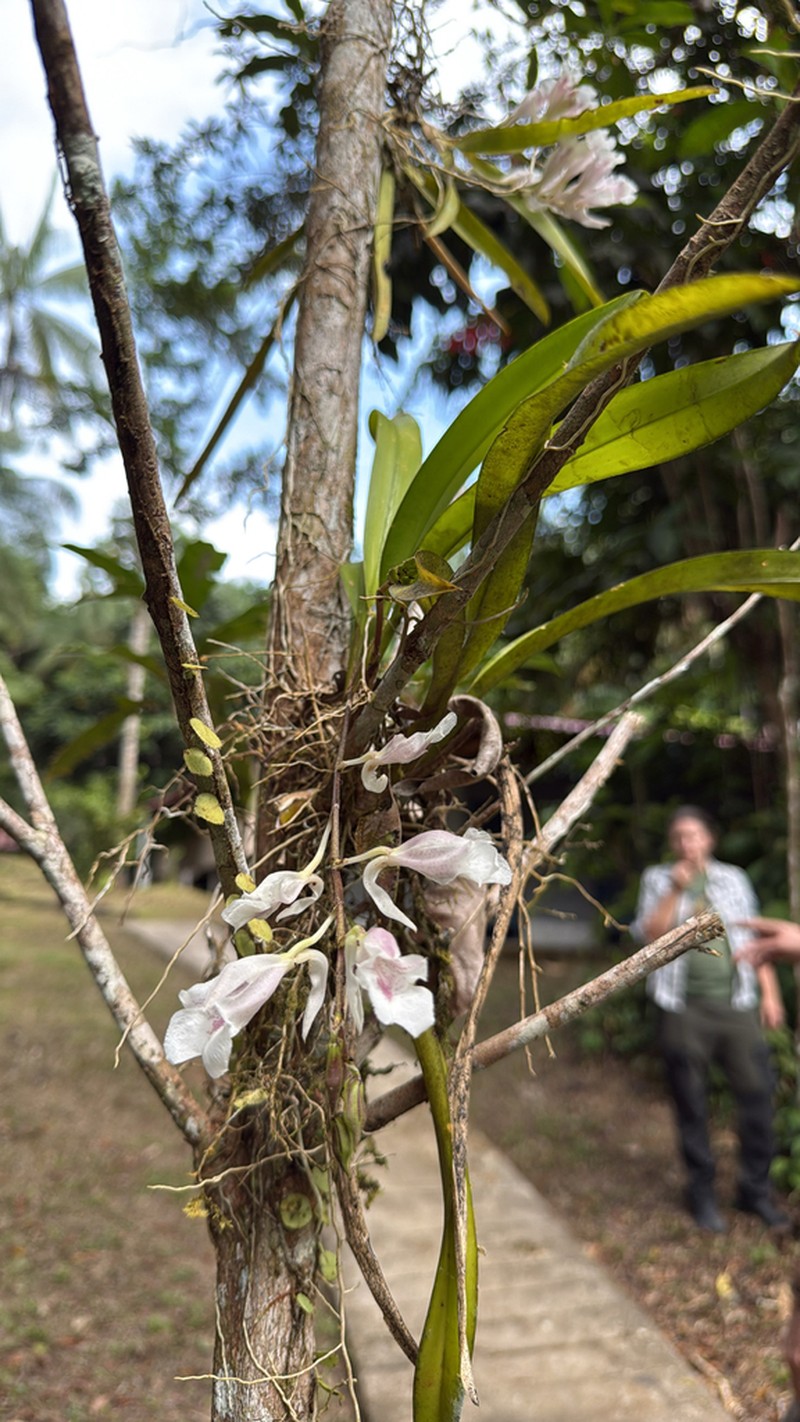 Rodriguezia dodsoniana photo 2