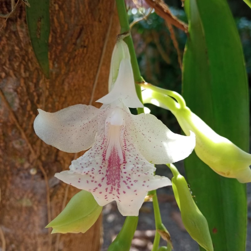 Rodriguezia dodsoniana photo 3