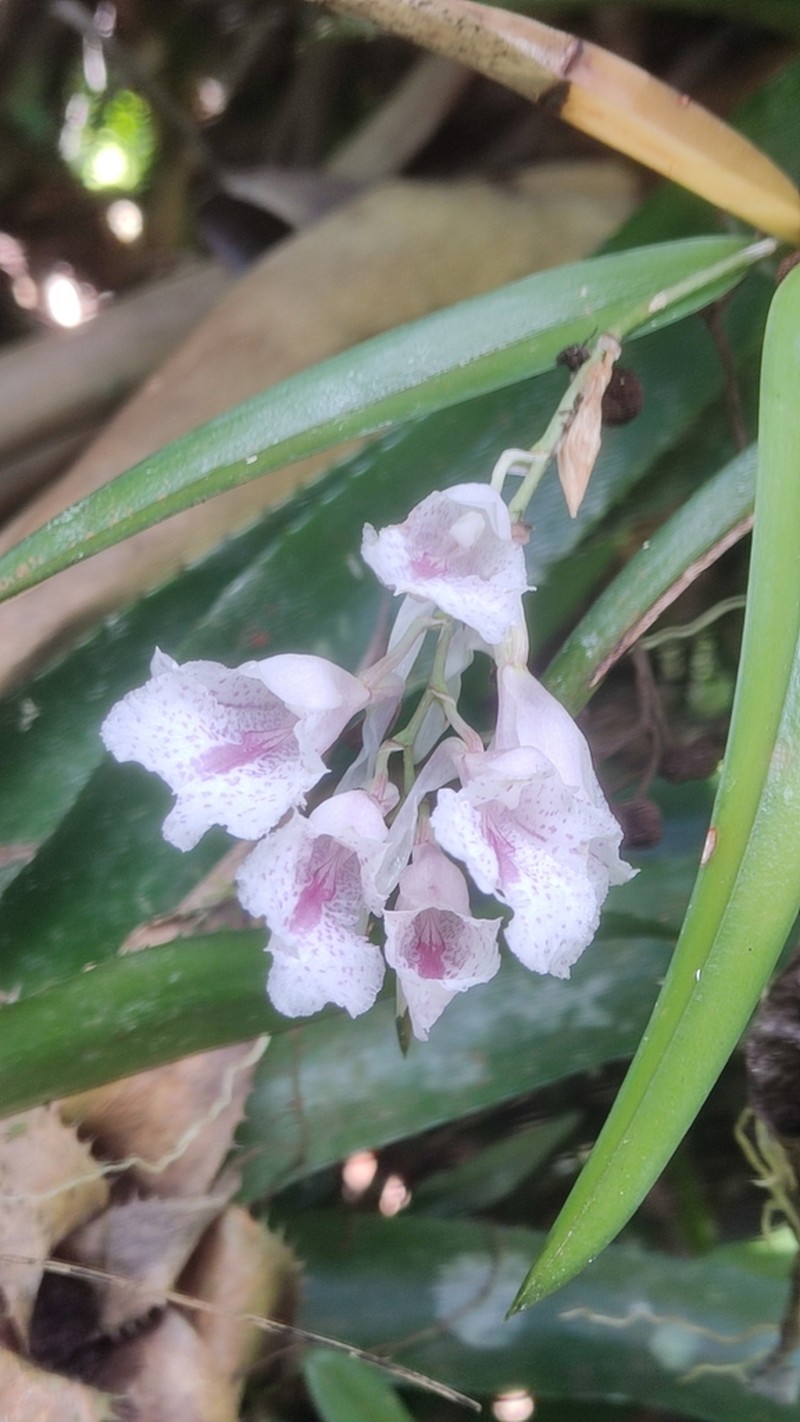 Rodriguezia dodsoniana photo 4