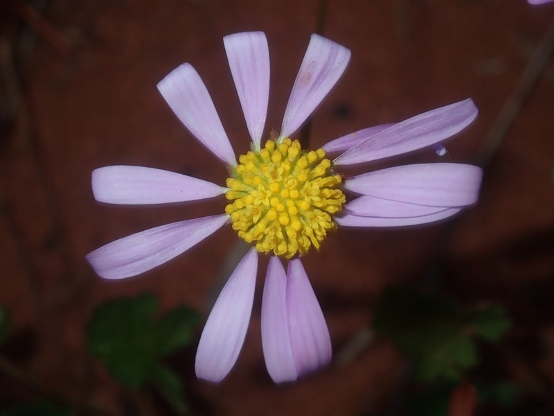 Roebuckiella cheilocarpa photo 2