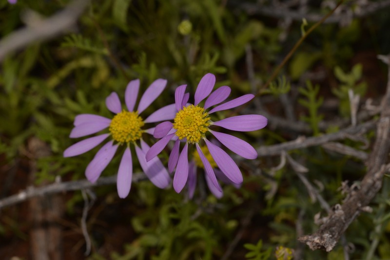 Roebuckiella cheilocarpa photo 3