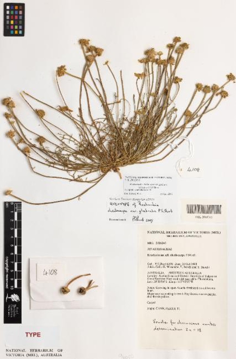 Roebuckiella cheilocarpa photo 5