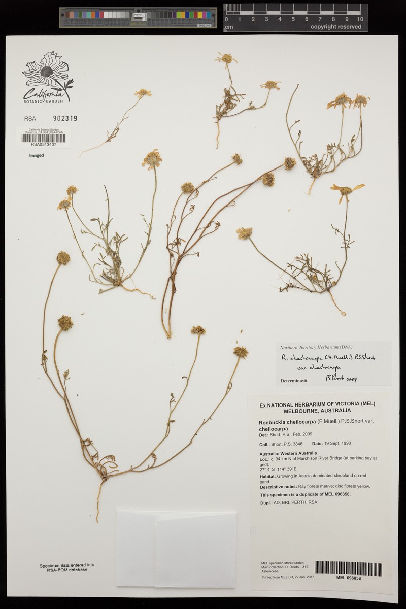 Roebuckiella cheilocarpa photo 6