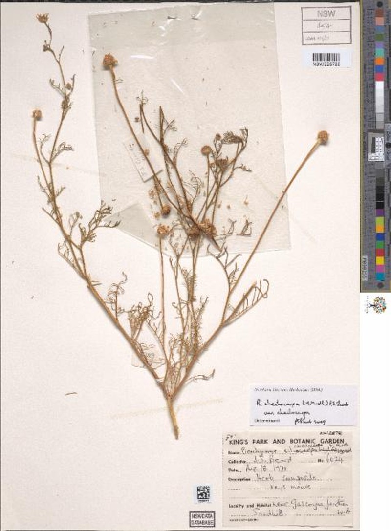 Roebuckiella cheilocarpa var. cheilocarpa